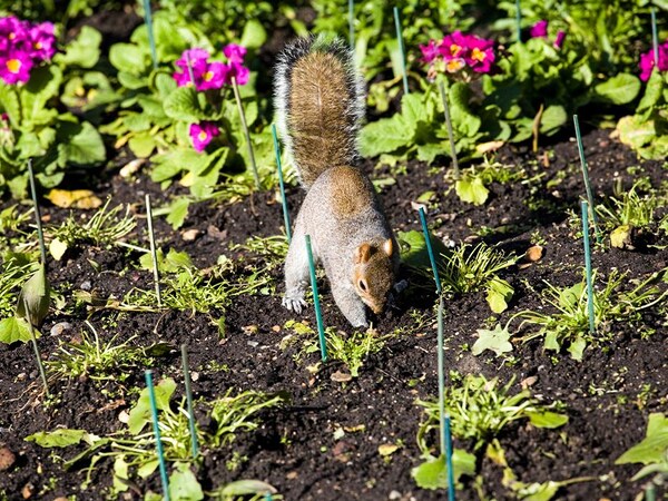 Un écureuil dans un jardin.