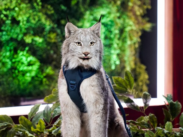 Un lynx du Canada sur le plateau de l'émission Les poilus.