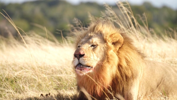 Un lion dans la savane.