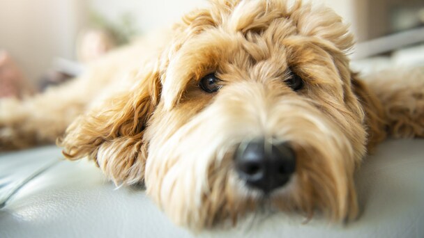 Un chien couché sur le sofa.