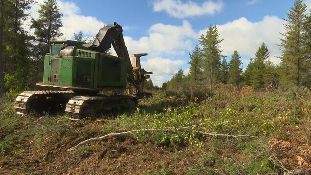 Des entreprises forestières ralentissent leur travail en forêt pour éviter les incendies