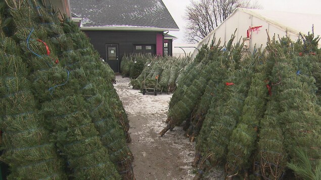 Les sapins de Noël naturels sont plus rares cette année Les sapins de Noël naturels sont plus rares cette année