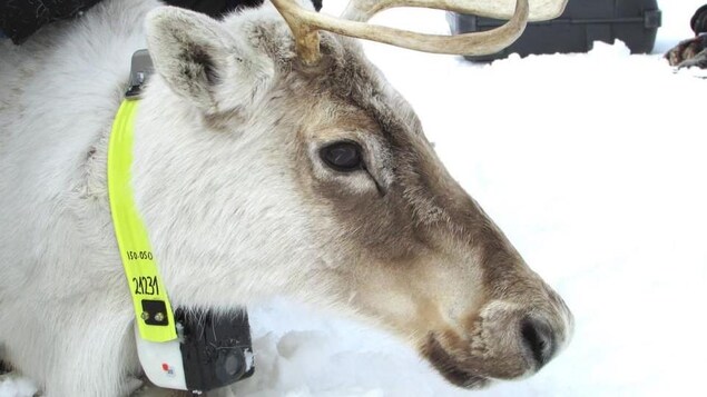 Des Bebes Caribous En Telerealite Radio Canada Ca