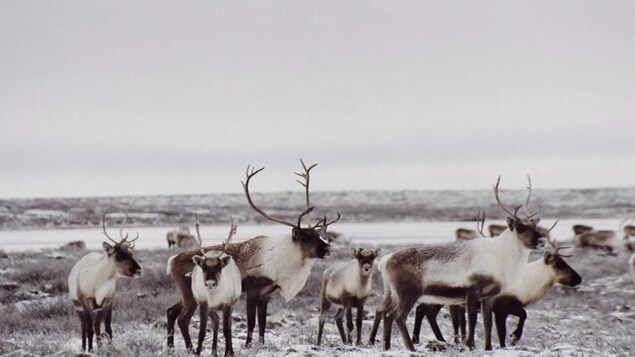 Ottawa promet plus de 6 millions de dollars pour la conservation de caribous du Nunavut