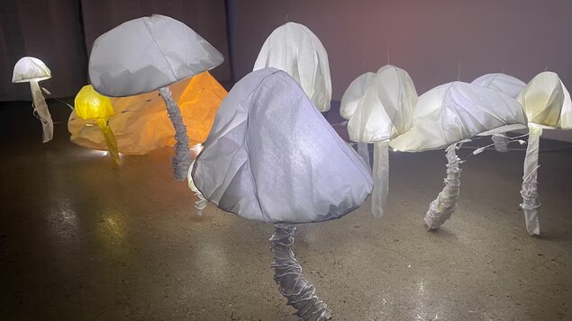Des champignons illuminés. 