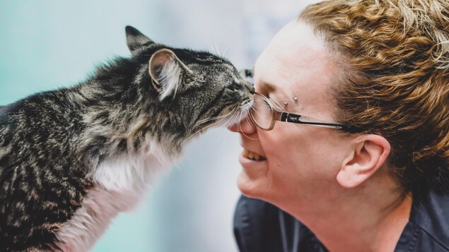 Un Chat En Cavale Rentre Au Bercail Apres Un Periple De 10 Km Dans Un Colis Radio Canada Ca