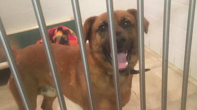 Chats Et Chiens La Spca De La Péninsule Acadienne Peine à