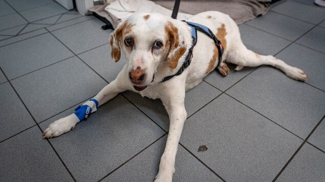 Face à la pénurie de vétérinaires, la télémédecine animale fait son chemin en C.-B. Face à la pénurie de vétérinaires, la télémédecine animale fait son chemin en C.-B.
