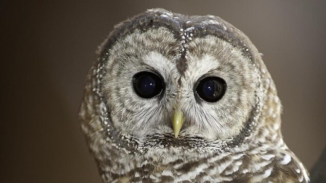 Le fédéral prié de protéger la chouette tachetée, en « danger critique » d’extinction