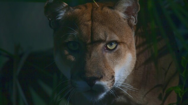 puma de floride puma de floride