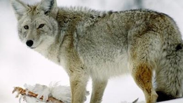 Les Saskatchewanais appelés à la vigilance, car des coyotes sont aperçus dans des villes