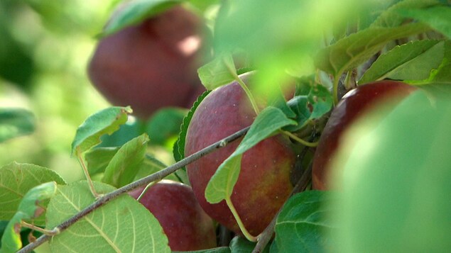La variété Honeycrisp à la rescousse de l’industrie de la pomme au Nouveau-Brunswick