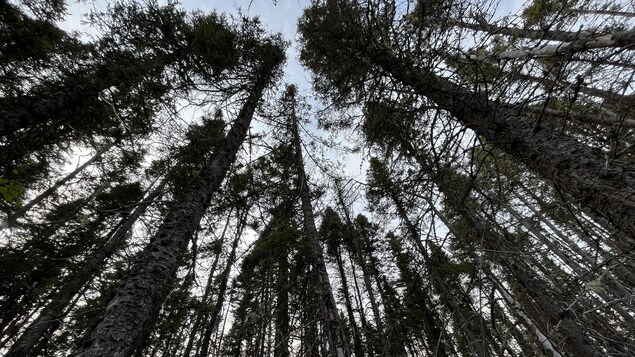Devant les feux, Québec invité à repenser la gestion de la forêt