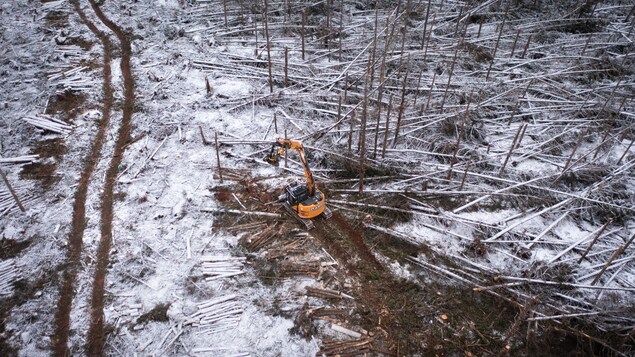 Un tracteur roule dans une forêt dévastée après le passage de Fiona. Des arbres jonchent un sol enneigé.