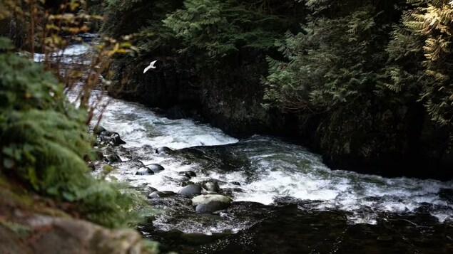 Des eaux usées dans le fleuve Capilano sur la rive nord de Vancouver