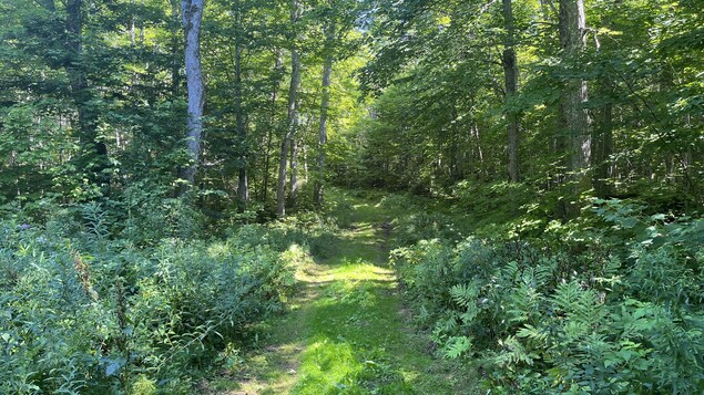 L’Î-P.-É. veut planter 1,3 million d’arbres par an, mais d’où viendront-ils?