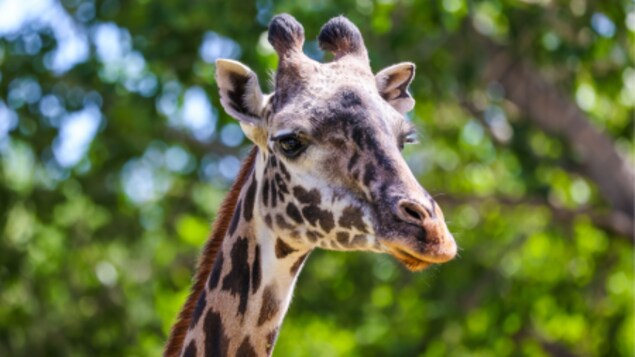 Le Zoo de Calgary annonce la mort d’une de ses girafes