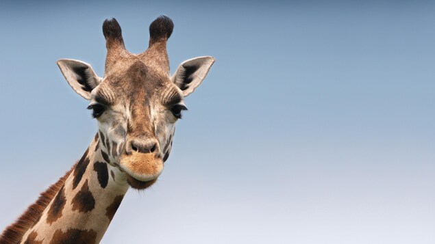 Does A Giraffe Ever Feel Small? by Madeleine Dodge
