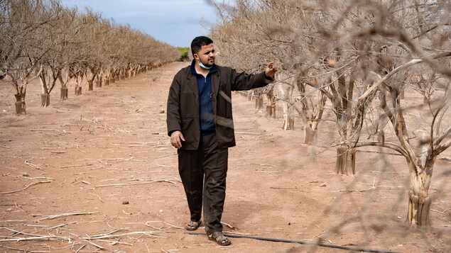 Un homme tend la main pour toucher un arbre desséché parmi d'autres.