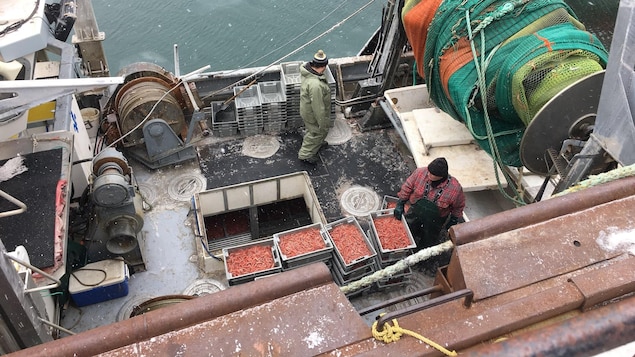 Les pêcheurs s'apprêtent à décharger le premier arrivage de crevettes au quai de Sept-Îles au matin de Pâques 2018.