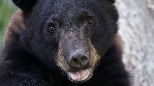 Un ours noir.