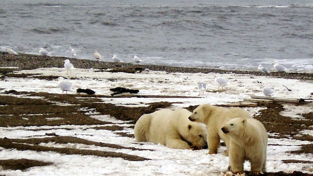 Vers L Extinction Des Ours Polaires D Ici 2100 Selon Une Etude Radio Canada Ca