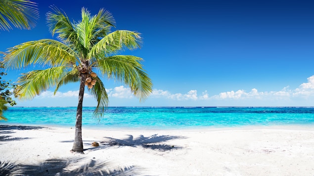 Une palmier près de la mer