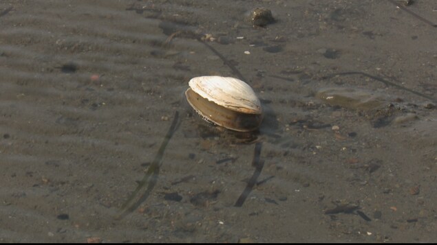 peche au coque