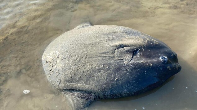 Poisson-lune retrouvé à L’Anse-Saint-Jean : son décès reste un mystère