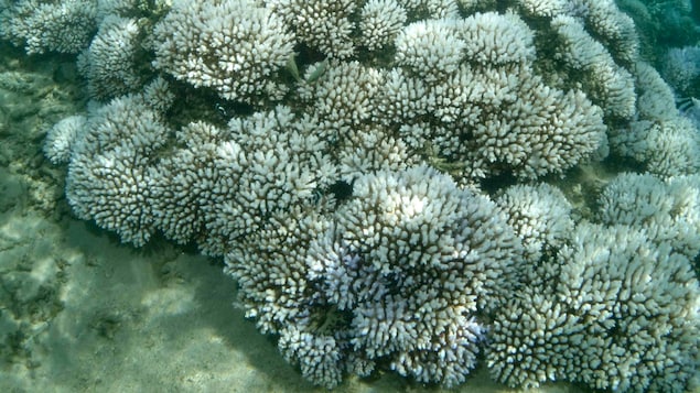Des coraux blanchis dans la mer.