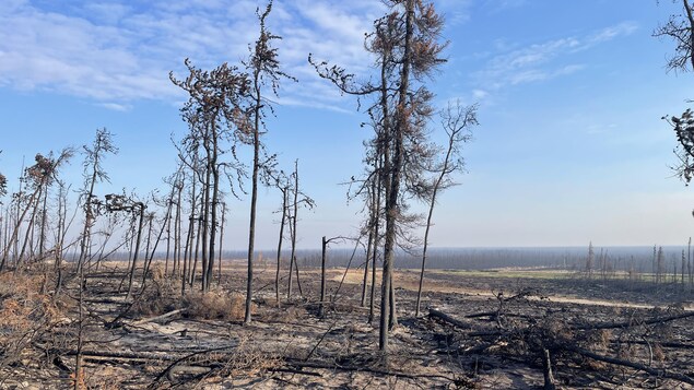 Les feux de forêt auront un effet à long terme sur la forêt boréale aux T.N.-O.