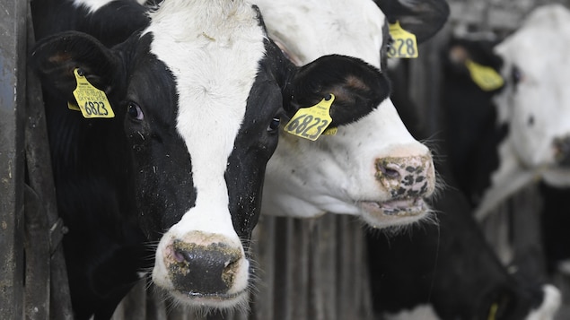 Des producteurs bovins de la Gaspésie à bout de souffle devant les intempéries