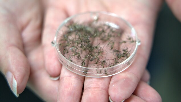 Neuf cas de virus du Nil occidental en Alberta cette année, selon AHS