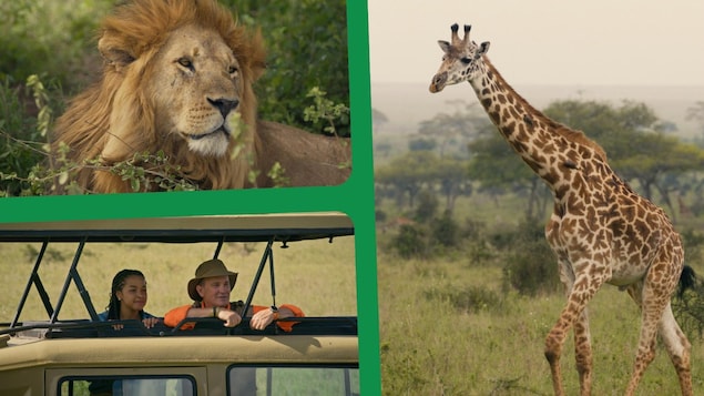 Montage avec photos d'une girafe, d'un lion, d'Arthur et de Siyana qui les observent. 