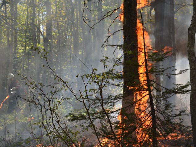 Que Peut Faire La Californie Pour Mieux Se Preparer Aux Feux De Foret Radio Canada Ca