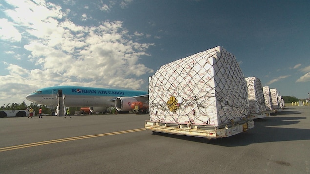 Des palettes de boîtes de homard destinées à l'exportation sont en train d'être chargées dans un aéroport canadien.