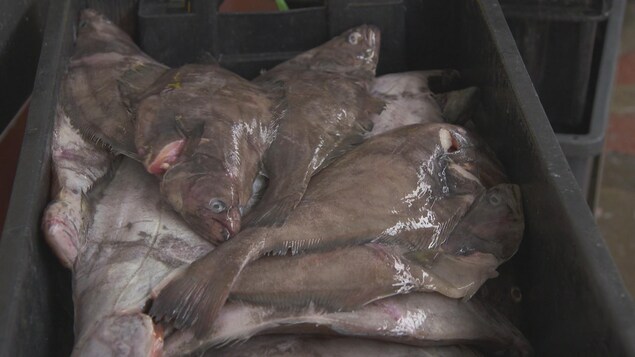 Du poisson destiné à la vente sur la côte atlantique.