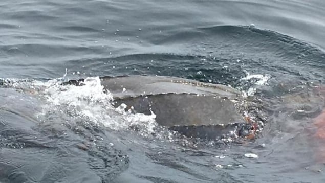 Une tortue luth mange une méduse à 10 kilomètres de la côte de l'Île-du-Prince-Édouard.