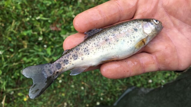 Une truite morte retrouvée dans la région de Clyde River à l'Île-du-Prince-Édouard en juillet 2017.