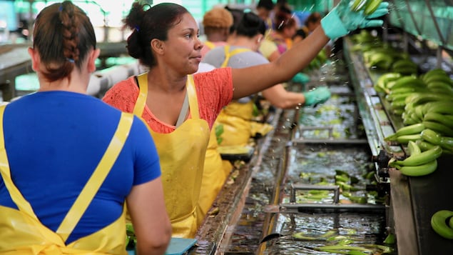 On voit dans l'usine des grands bacs remplis d'eau où sont placées les bananes vertes. Les travailleuses les trient. Un femme vêtue de gants et d'un sarrau prend un régime dans sa main.