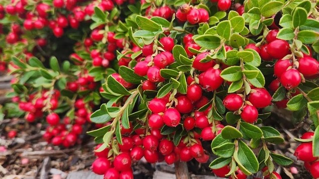 Vue rapprochée sur les fruits d'un plant d'airelles rouges.