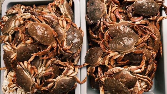 Des dizaines de crabes dans une caisse.