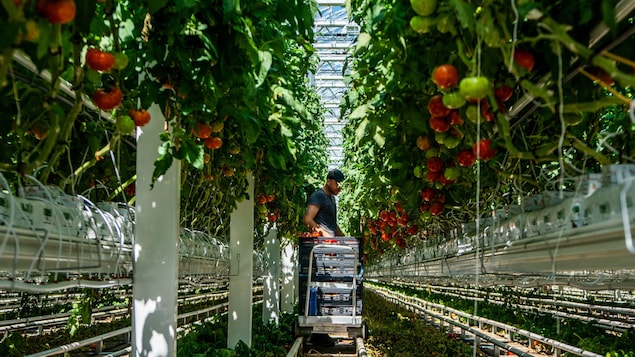 Un employé récolte les tomates mûres de la journée dans une serre de Lufa.