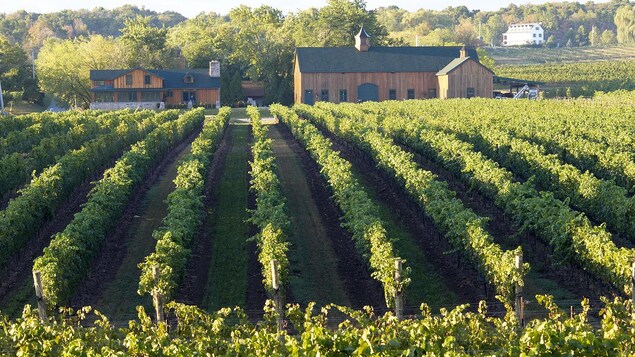 Un chardonnay du Niagara parmi les 50 meilleurs vins du monde - Vimarsana News