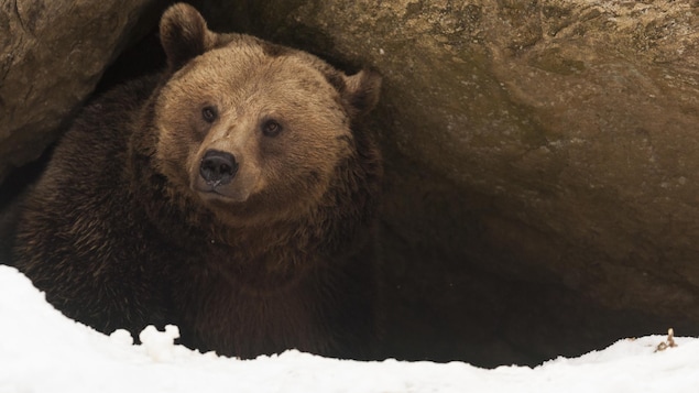 Un osos sale de su cueva.