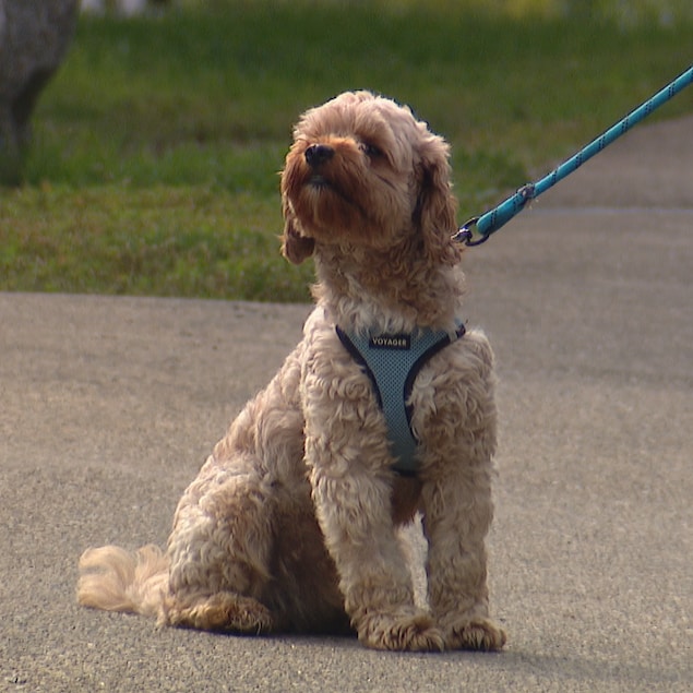 Une promenade au centre-ville d’Edmonton s’est terminée à l’urgence vétérinaire pour Clifford, un chien d’un an et demi.