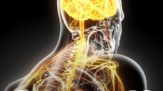 Une représentation du système nerveux d'un humain.