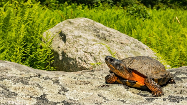 Une tortue des bois sur une pierre dans la nature.