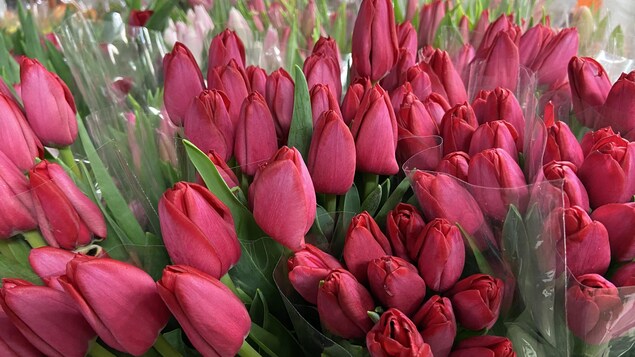 Des fleurs rouges emballées dans des sacs en bouquets.