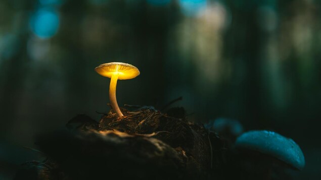 Un champignon illuminé. 